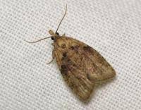 Attēlu rezultāti vaicājumam “Capua vulgana”