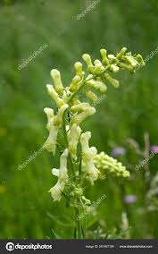 Image result for Eisenhut