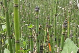 Attēlu rezultāti vaicājumam “Equisetum hyemale”