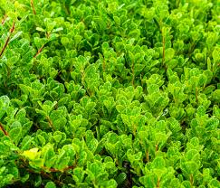 Attēlu rezultāti vaicājumam “Exobasidium uvae-ursi”