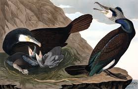 Image result for Phalacrocorax carbo
