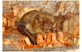 Attēlu rezultāti vaicājumam “Pipistrellus pygmaeus”