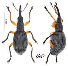 Attēlu rezultāti vaicājumam “Protapion sp.”