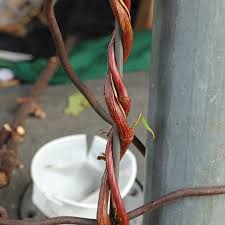 Attēlu rezultāti vaicājumam “Fallopia dumetorum fruit”