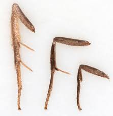 Attēlu rezultāti vaicājumam “Lozotaenia forsterana”