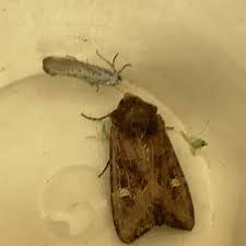 Attēlu rezultāti vaicājumam “Celaena leucostigma”