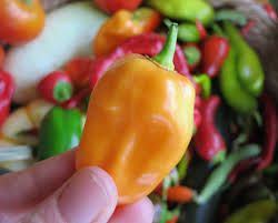 Afbeeldingsresultaat voor orange habanero hot pepper