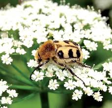 Attēlu rezultāti vaicājumam “Ceruchus chrysomelinus imago”
