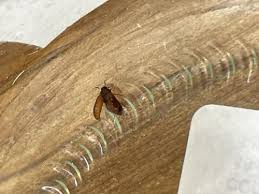 Attēlu rezultāti vaicājumam “Attagenus smirnovi”