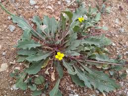 Attēlu rezultāti vaicājumam “Diplotaxis muralis”