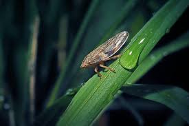 Attēlu rezultāti vaicājumam “Aphrophora alni nymph”