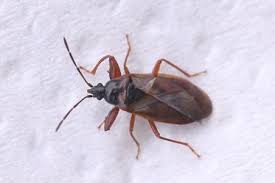 Attēlu rezultāti vaicājumam “Gastrodes grossipes”