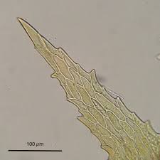 Attēlu rezultāti vaicājumam “Ephemerum serratum”