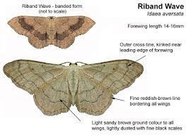 Attēlu rezultāti vaicājumam “Idaea straminata”