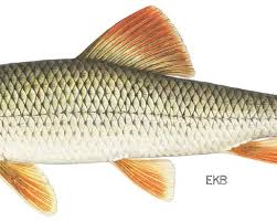 Image result for Moxostoma carinatum