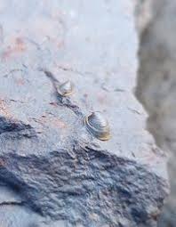 Attēlu rezultāti vaicājumam “Ancylus fluviatilis”