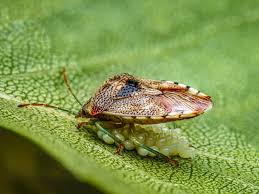 Attēlu rezultāti vaicājumam “Elasmucha grisea imago”