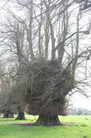 Attēlu rezultāti vaicājumam “Tilia x vulgaris”