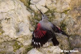 Image result for Tichodroma muraria