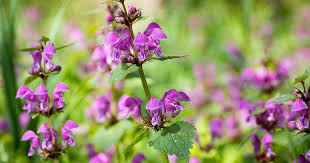 Attēlu rezultāti vaicājumam “Lamium maculatum”