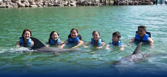 Image result for Dolphins Sheltered & Disabled Swim Club