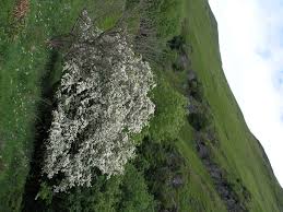 Attēlu rezultāti vaicājumam “Crataegus monogyna subsp. nordica”