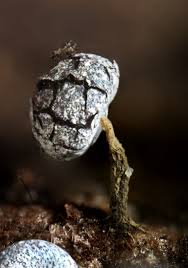 Attēlu rezultāti vaicājumam “Physarum album macro”