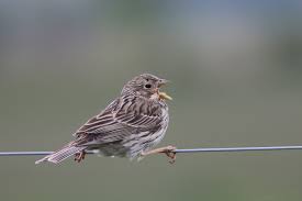 Image result for Emberiza calandra