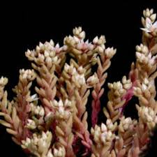 Attēlu rezultāti vaicājumam “Sedum hispanicum fruit”