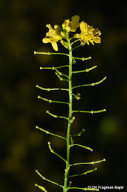 Attēlu rezultāti vaicājumam “Rorippa sylvestris flower”