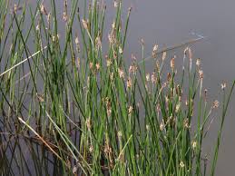 Attēlu rezultāti vaicājumam “Eleocharis palustris”