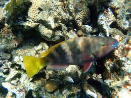 Image result for Scarus ferrugineus