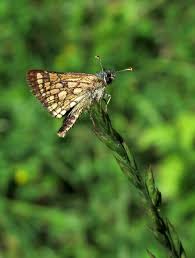 Attēlu rezultāti vaicājumam “Carterocephalus palaemon underside”