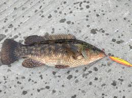 Image result for Labrus bergylta