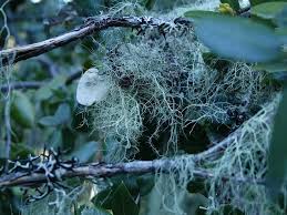 Attēlu rezultāti vaicājumam “Trichiaceae, Hemitrichiaceae, Arcyriaceae”