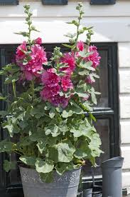 Image result for Alcea rosea `Appleblossom`