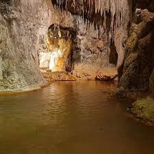 Image result for saint nectaire