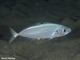 Image result for Trachurus trachurus