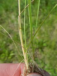 Attēlu rezultāti vaicājumam “Poa angustifolia”