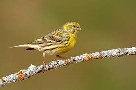 Image result for Serinus serinus