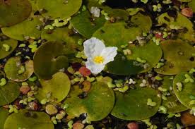 Attēlu rezultāti vaicājumam “Hydrocharis morsus-ranae flower”