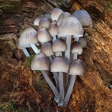 Attēlu rezultāti vaicājumam “Lycogala leopardinum”