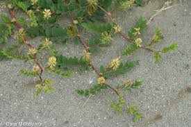 Attēlu rezultāti vaicājumam “Astragalus glycyphyllos leaf”