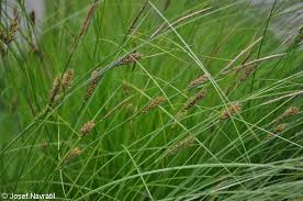 Attēlu rezultāti vaicājumam “Carex loliacea”