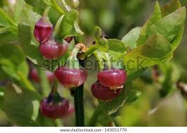 Attēlu rezultāti vaicājumam “Vaccinium myrtillus flower”