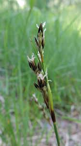 Attēlu rezultāti vaicājumam “Juncus squarrosus”