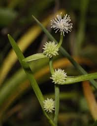Attēlu rezultāti vaicājumam “Sparganiaceae”