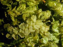 Attēlu rezultāti vaicājumam “Barbilophozia barbata”