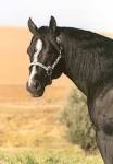 http://www.krugerquarterhorses.com/images/index.2.jpg