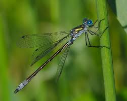 Attēlu rezultāti vaicājumam “Lestes virens”